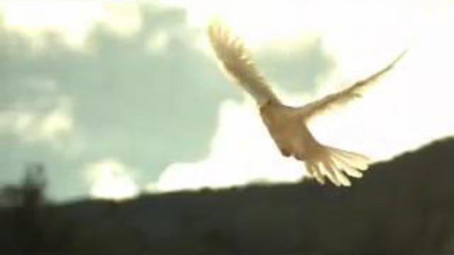 El Cartel De Los Sapos 2008