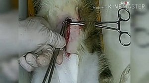 Стерилизация кошки ( Овариогистероэктомия)