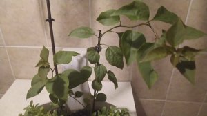 Бугенвиллии - удаляем листья для цветения??? Это издевательство!