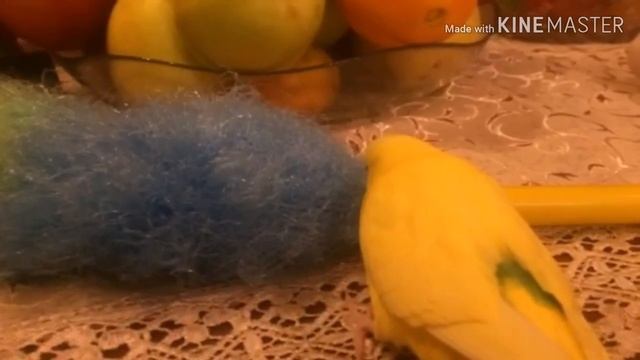 ЧТО ЗА СОН?! Как зовут совушку? смотреть онлайн