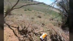 ИДЕАЛЬНАЯ РАБОТА ЯГДТЕРЬЕРА ПО БАРСУКУ!