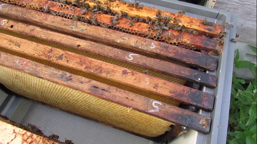 перевожу часть пчел на Европейский стандарт вощины - часть 2 - ставлю соты с ячейкой 5 мм в отводки