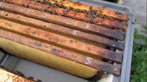 перевожу часть пчел на Европейский стандарт вощины - часть 2 - ставлю соты с ячейкой 5 мм в отводки