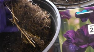 Ирис сибирский и ирис японский. Посадка в горшки