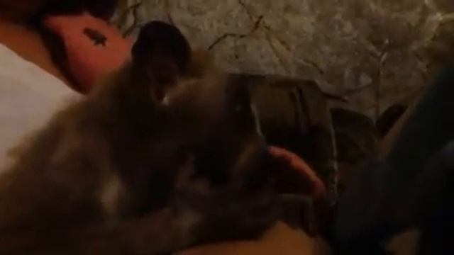 Лори кушает кефир смотреть онлайн