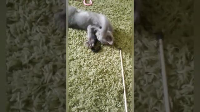 Кошки мышки смотреть онлайн