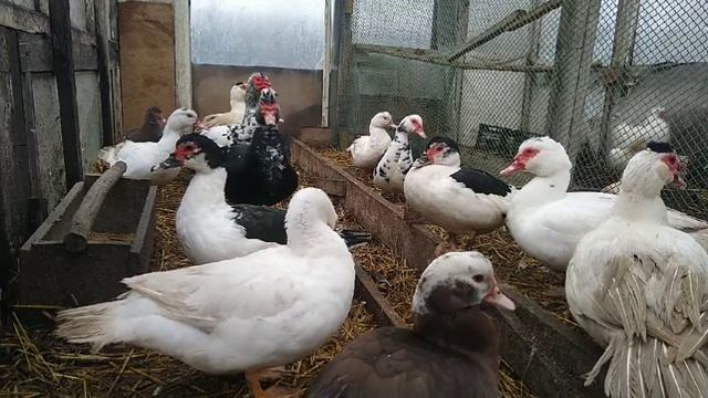 ЦЕНЫ НА ИНДОУТОК))) смотреть онлайн