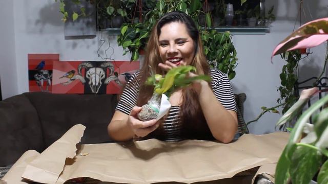 Rare Houseplant Unboxing !!! | Wishlist plant haul !!! смотреть онлайн