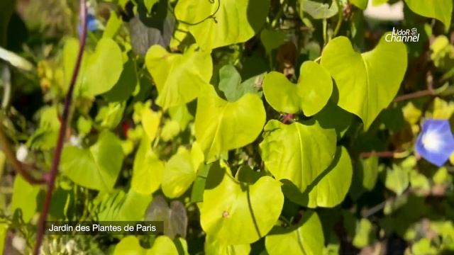 Jardin des plantes de Paris (Botanic Garden) смотреть онлайн