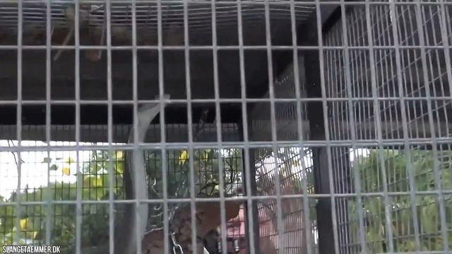 10 самых злобных животных в мире смотреть онлайн