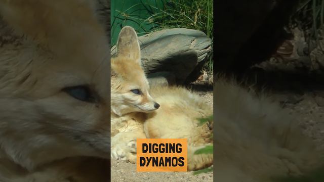 Fun Facts about Fennec Foxes 🌵🦊 #animalfacts #wildlife #fennecfox смотреть онлайн