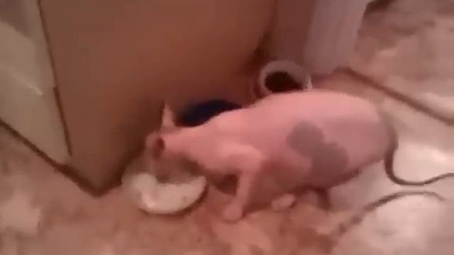 Вкусное мясо? - нормально смотреть онлайн