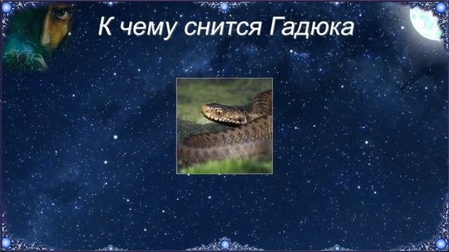 К чему снится Гадюка (Сонник) смотреть онлайн