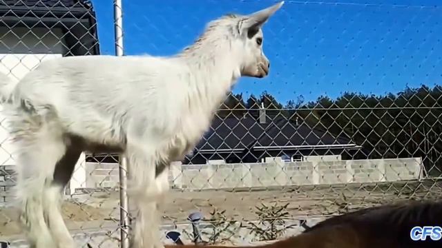 Наглые и смешные козы развлекаются (часть 1) | Brazen and funny goat fun (Part 1) смотреть онлайн