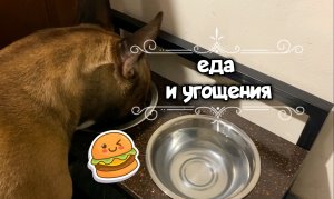 Рацион французского бульдога. Культура питания, лакомства