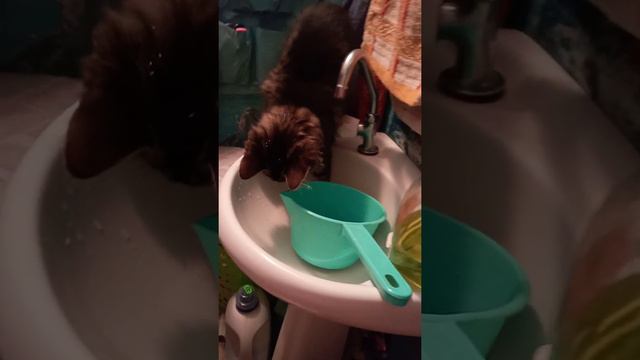 Метис мейнкуна Марсель. Знову вода... смотреть онлайн