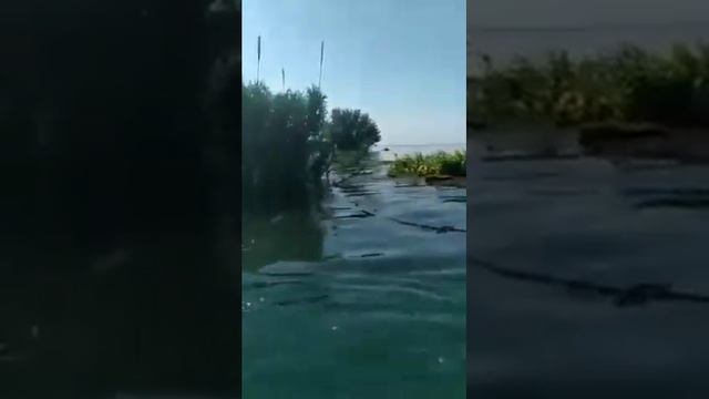 После порыве дамбы САМЫЕ БОЛЬШИЕ СОМОВ В УЗБЕКИСТАНЕ. The largest catfish in Uzbekistan. смотреть онлайн