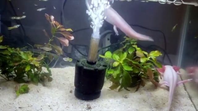 Аксолотль - содержание в домашних условиях смотреть онлайн