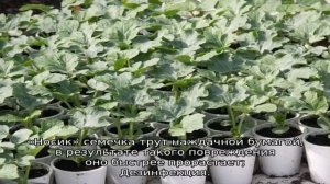 Как сажать арбузы в открытый грунт семенами