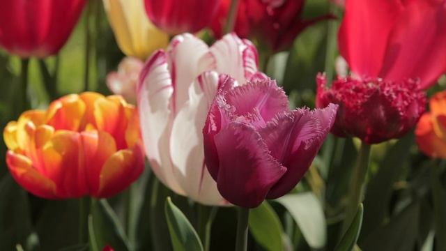 Designer Frans & exhibitor Jan explain how to design Keukenhof - Keukenhof Virtually Open ? смотреть онлайн