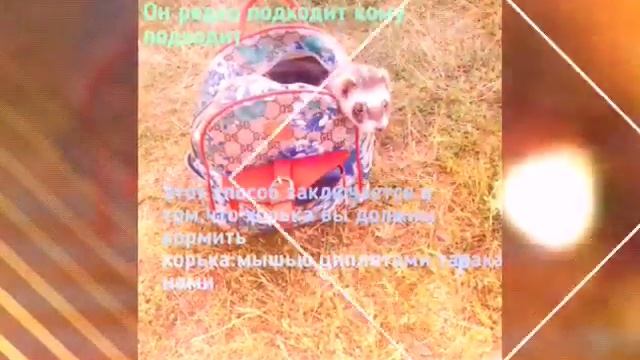 Кормление хорьков!Советы по содержанию! ?? смотреть онлайн