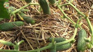 Вот этот огурец повторно плодоносит на соломе