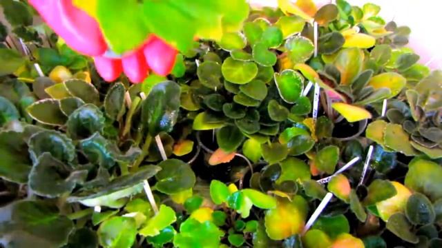 ТРАВИМ!!! ДЕТКИ фиалок от клеща! Как ПРАВИЛЬНО сделать обработку от вредителя? смотреть онлайн