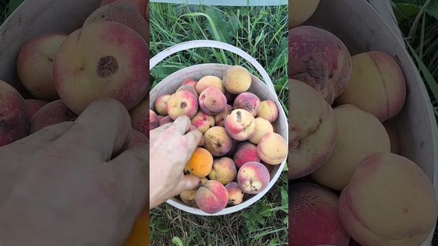 Урожай 11 августа смотреть онлайн