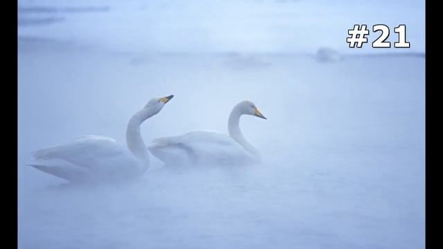 #21. Птицы (В мире животных) смотреть онлайн