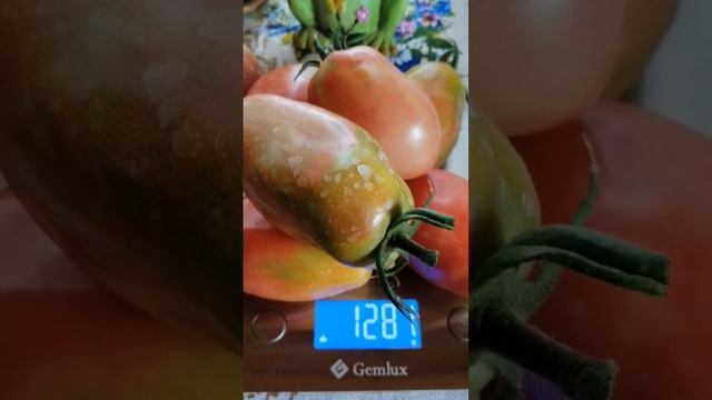 29 июля 2022 г. томат ОСЛИНЫЕ УШИ ВАЦАП 89152458159 ДЛЯ КАТАЛОГА ПИСЬМЕННО смотреть онлайн