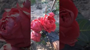 Роза ЭРИК ТАБЕРЛИ 2023г.