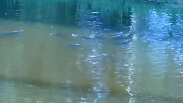 Болезни рыб. Первые признаки. Рыба карп. смотреть онлайн