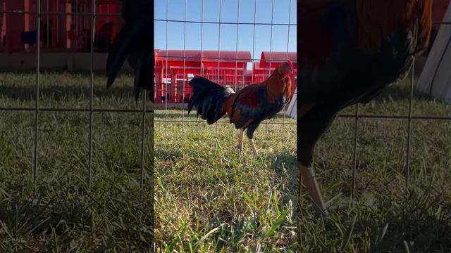 Tony Mtz Red Newark Farm - Asil Hatch Grey смотреть онлайн