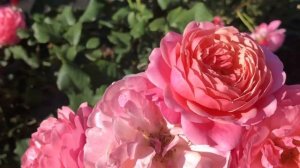 Роза Прикс П.Ж.Редут(Prix P.J.Redoute,Massad,Франция,2010)Трехлетка(23.07.22)#розы #роза #сад  #дач