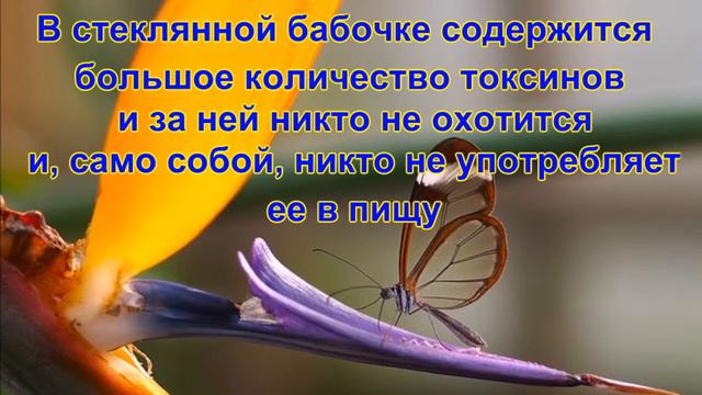 Стеклянная бабочка смотреть онлайн