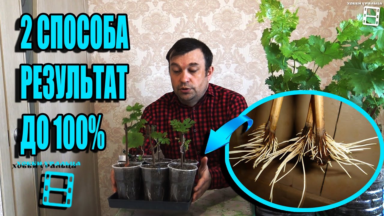 2 СУПЕР СПОСОБА УКОРЕНЕНИЯ ЧЕРЕНКОВ ВИНОГРАДА ДОРОГИХ СОРТОВ. СЕВЕРНЫЙ ВИНОГРАДНИК 21-3 смотреть онлайн
