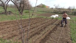 ? Посадка картофеля без перекопки и окучивания ? Выращивание картофеля по технологии Гордеевых