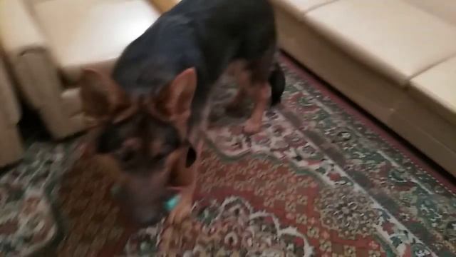 Игрушка для собаки из подручных средств (немецкая овчарка 6 месяцев) смотреть онлайн