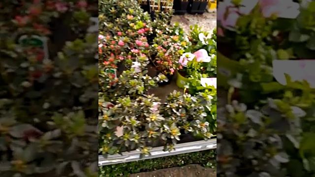Rododendros, camelia y azaleas смотреть онлайн