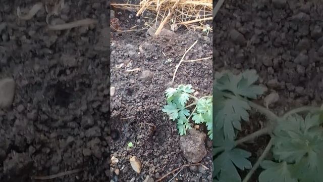 Сажаю фрезию, анемоны. смотреть онлайн