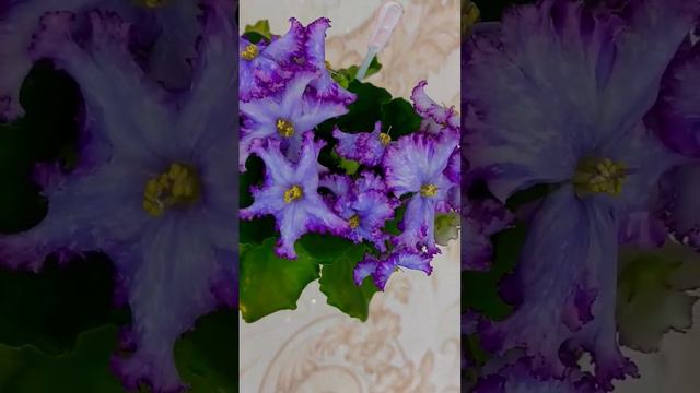 НД-Бабочка Морфо 🌺🌺🌺 смотреть онлайн
