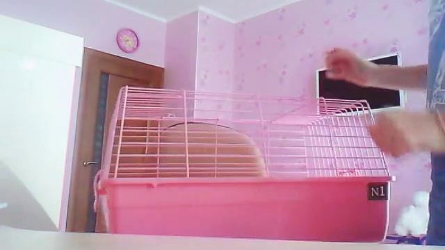 Всё то что нужно купить для кролика или хомяка! смотреть онлайн