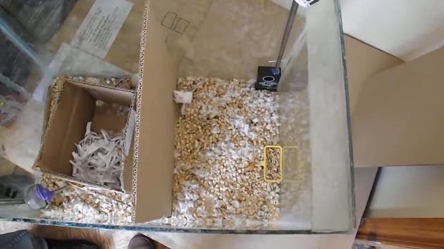 Ультразвуковой отпугиватель мышей и крыс "ГРАД А-550УЗ" - 2 смотреть онлайн