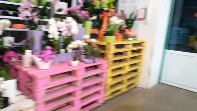 59#37 / Хобби-Цветы / 27.05.2018 - ФУДСИТИ. ОРХИДЕИ смотреть онлайн