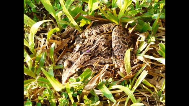 ГОА рекламный тур 2009 г. смотреть онлайн