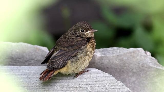 Садовые горихвостки. Phoenicurus phoenicurus. Птицы Беларуси. смотреть онлайн