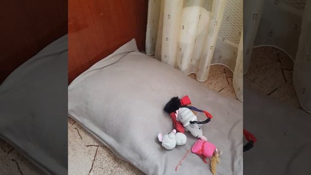 Играем в прятки.Найдите кошечку. смотреть онлайн