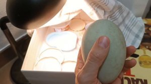 Инкубация Лебединого яйца в инкубаторе из коробки.