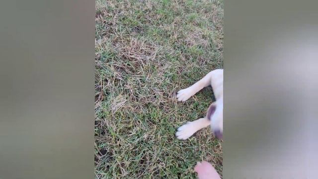 ОТРАБАТЫВАЕМ НОВЫЕ КОМАНДЫ 🐕НЕ СМОГЛА ОТПРАВИТЬ НОВОГОДНЮЮ ПОСЫЛКУ😔📦27-29.12.23 смотреть онлайн