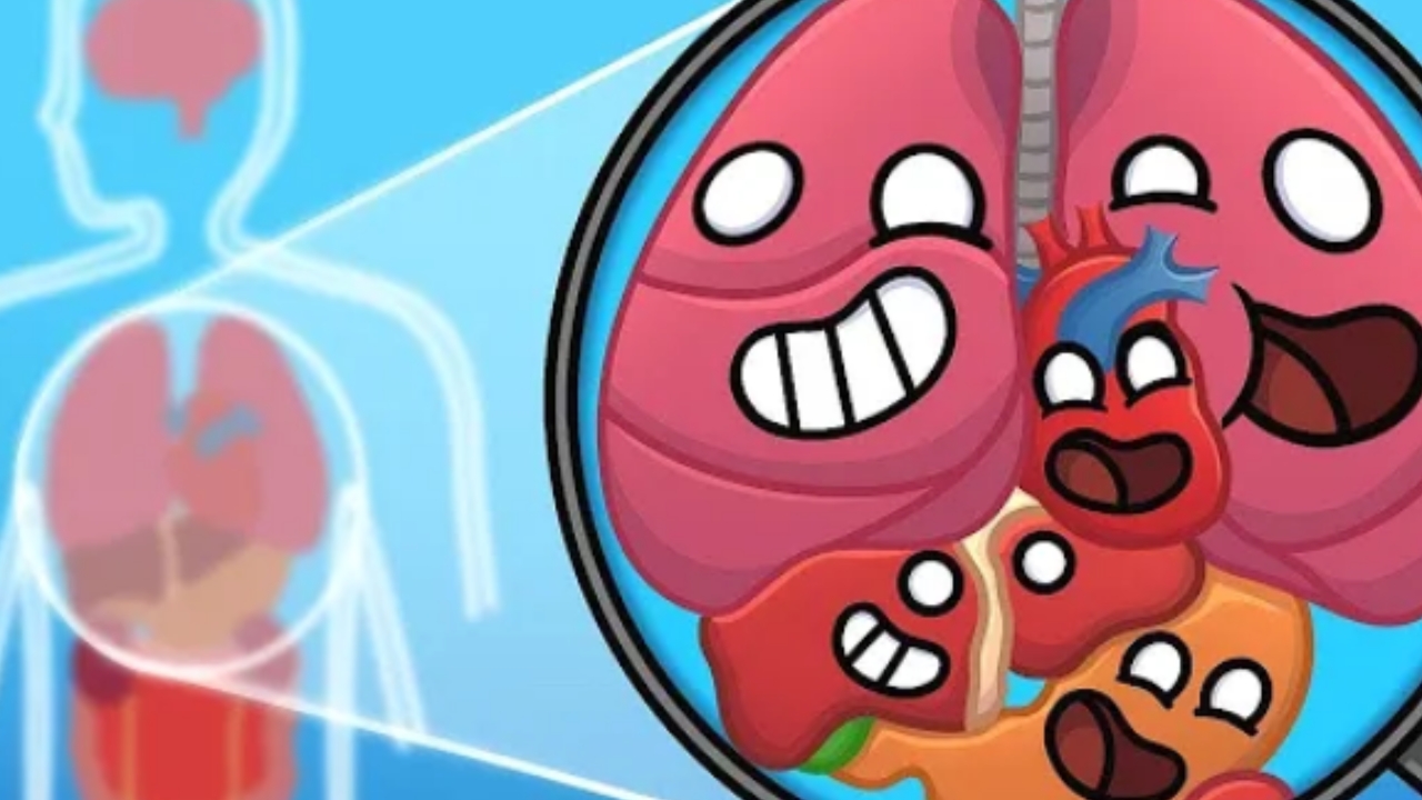 Вкратце О Человеческом Теле